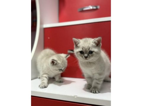 Lynx point british shorthair yavrular