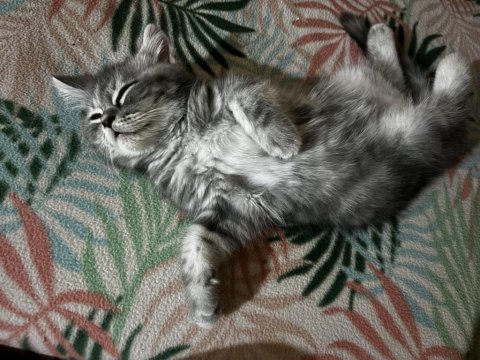 Chinchilla yavruma yuva