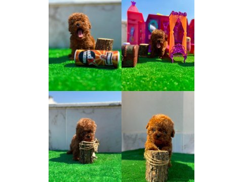 Üst kalite bardak boy toy poodle yavrularımız