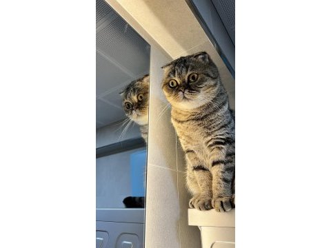 Sağlık sorunlarım nedeniyle kedimi sahiplendiriyorum