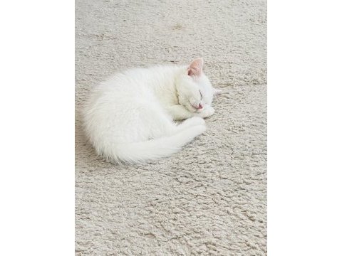 British shorthair erkek yavru çok akıllı