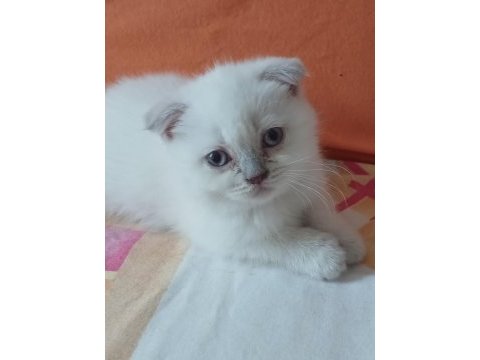 Scottish fold yavrularımız