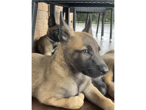 Malinois yavru köpekler