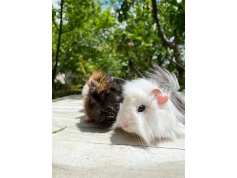 Sevinli guineapig