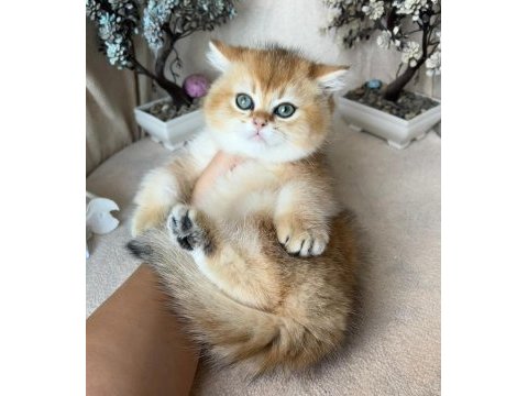 British shorthair golden ny11 kardeş
