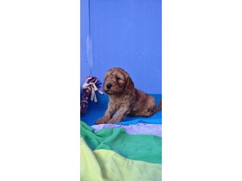 A kalite koyu renk erkek cockapoo yavrular