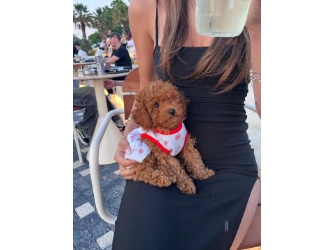 Kore poodle 2 aylık