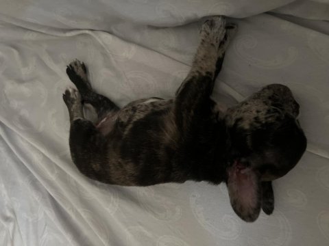 French bulldog 47 günlük