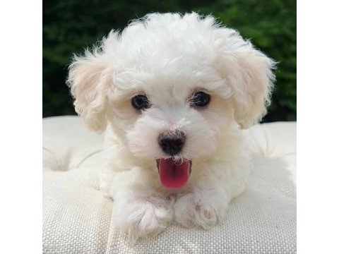Nadir renk havanese bebekler
