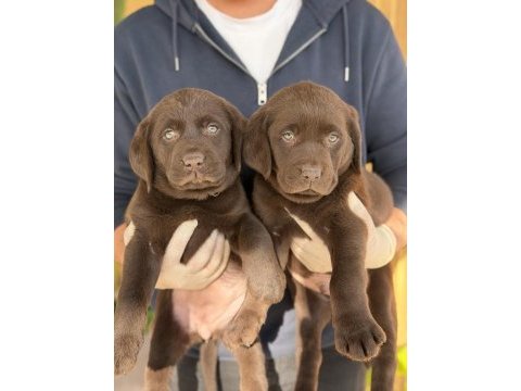 Referans yavru labrador