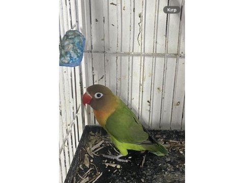 Cennet papağanı bir aylık