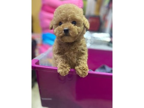 Red brown a kalite orjinal toy poodle yavrular