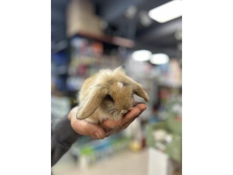 A kalite hollanda lop tavşanı yavruları