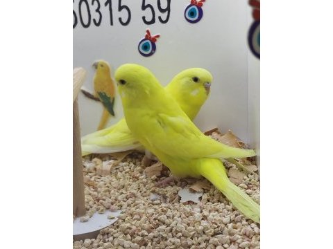Yavru muhabbet kuşlar