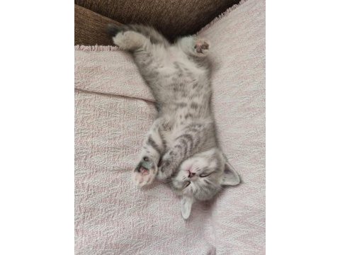British shorthair sağlıklı güzel bakılmış yavrular