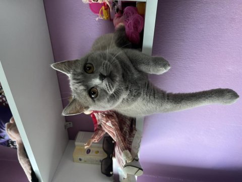 British shorthair 1,5 yaşında