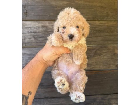 Çift renk özel kore maltipoo yavrular 