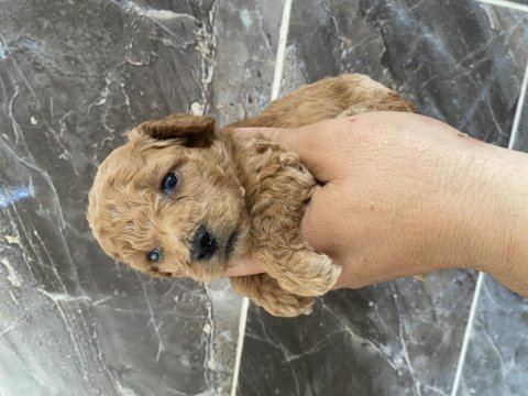 Orjinal minyatür toy poodle yavrular