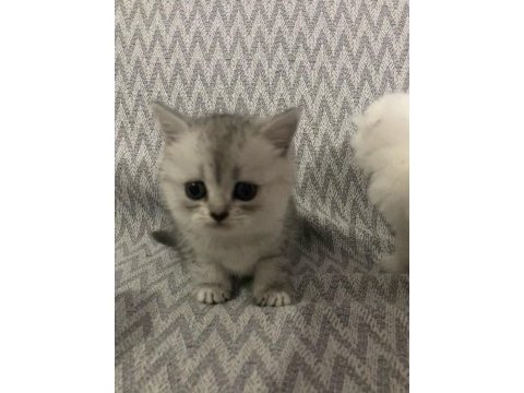 Scottish fold ( kırık kulak ) british ( dik kulak )