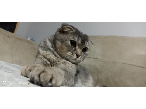 5 kg mamaya 5 aylık scottish fold dişi