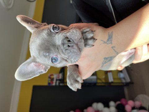 Son 4 yavru 50 günlük blue french bulldog yavrular