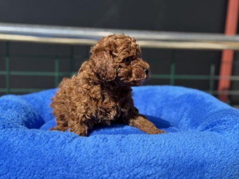 Garantili safkan yasal ruhsatlı çiftlikden toy poodle