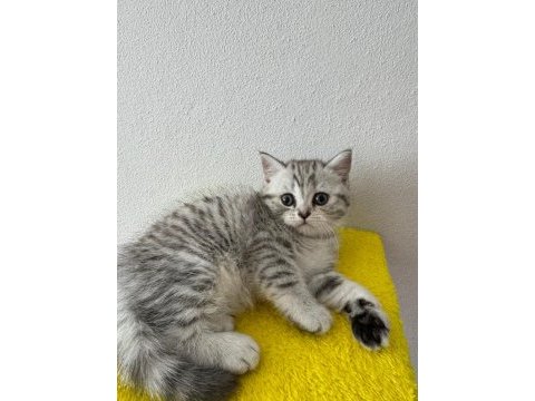 British shorthair yavrumuz