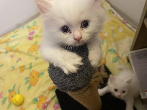 British longhair yavrular