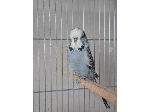 Damızlık show jumbo muhabbet kuşu
