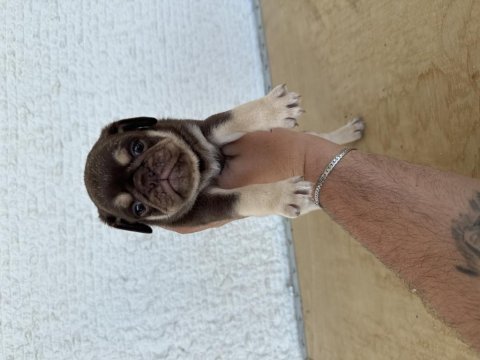 Choco tan pug mops