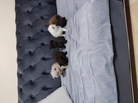 Ev safkan british shorthair yavrular