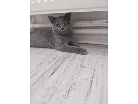 British shorthair bebeklerimiz