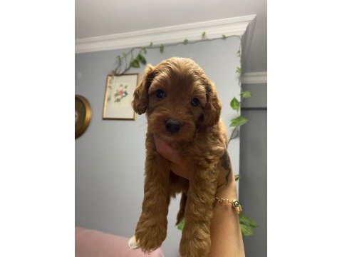 11 haziran doğumlu 4 adet erkek toy poodle