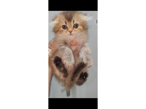 Scottish fold kedisi