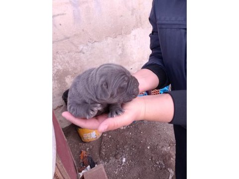 Cane corso yavrularımız doğmuştur