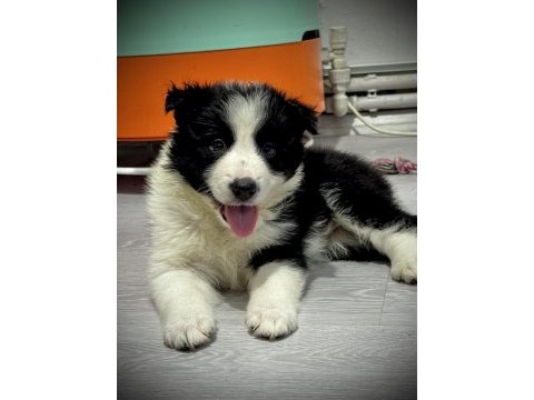 Evde büyüyen kalite kan hattı safkan eğitimli köpekler