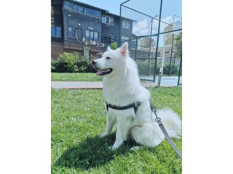14 aylık erkek samoyed sahiplendirmek istiyoruz