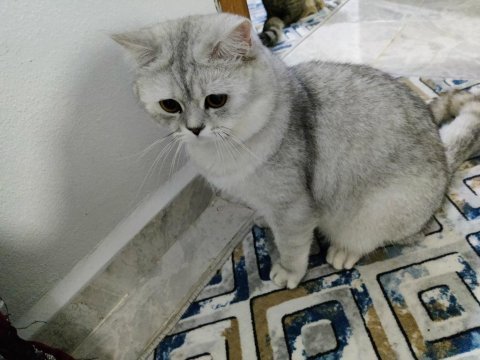 Yakışıklı oğlumuza dişi eş aranıyor british shorthair