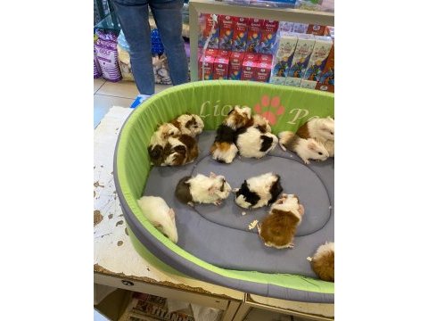 Sevimli ve enerjik guinea pig yavrularla siz de tanışın!