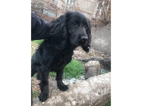 Acil sahiplendirilecek american cocker
