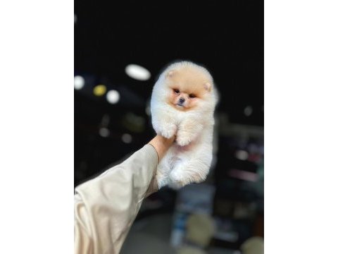 Tea cup pomeranian boo yavrularımız