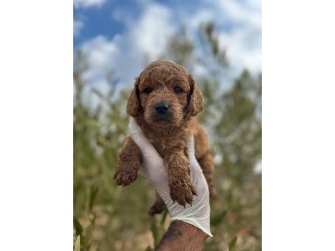 Toy poodle a kalite