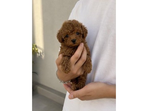 Poodle evi garantili yavrular