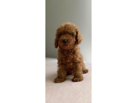 Kdf kayıtlı babadan ev doğumlu toy poodle