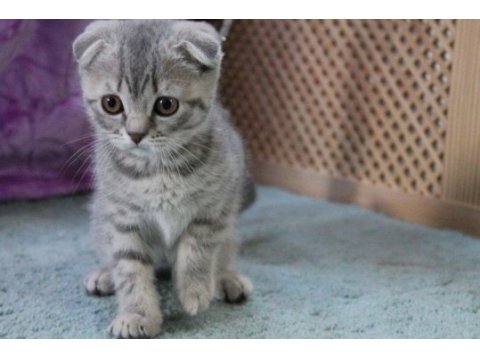Scottish fold kittens