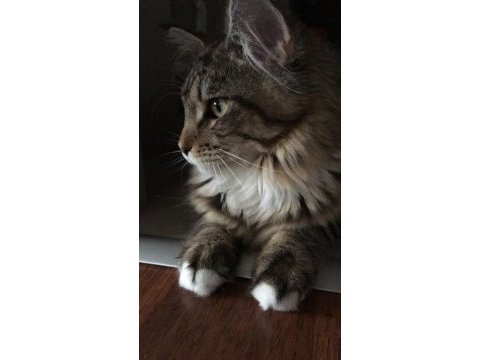 Anne altından maine coon