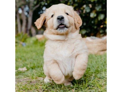 Golden retriever safkan