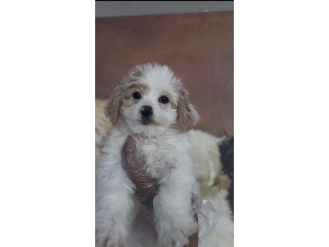 Özel maltipoo yavruları