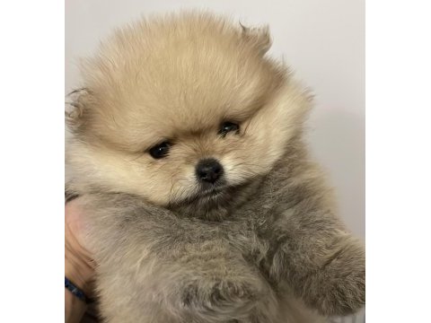 2 aylık orjinal pomeranian boo