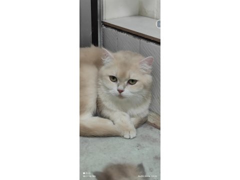 British shorthair golden cy12